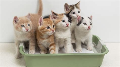 The 8 Best Kitten Litters for New Cats .